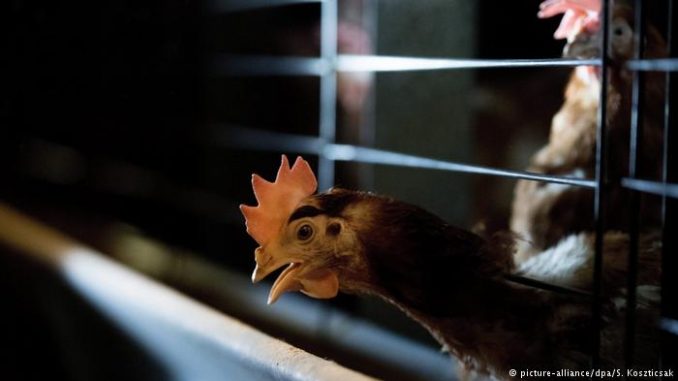 h7n9