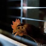 禽流感H7N9来袭 春节大餐咋吃