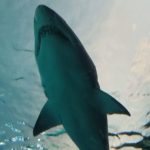 泰国旅游胜地Sai Noi海滩因鲨鱼伤人被关闭