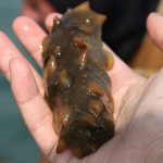 日本水产厅发布“捕获证明制度”禁止偷捕海参