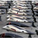 商业捕鲸未果，日本或退出国际捕鲸委员会
