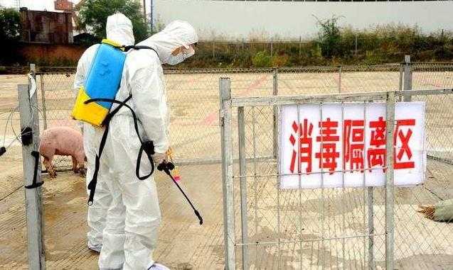 日本发出警报猪瘟可能蔓延