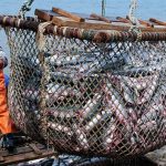 俄罗斯渔业在90年代危机后已成功复苏