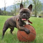 苏格兰梗犬成英国养犬俱乐部最受欢迎品种