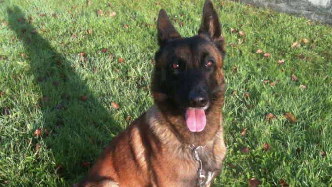 “比利时马利诺犬”价格暴涨至近60万人民币